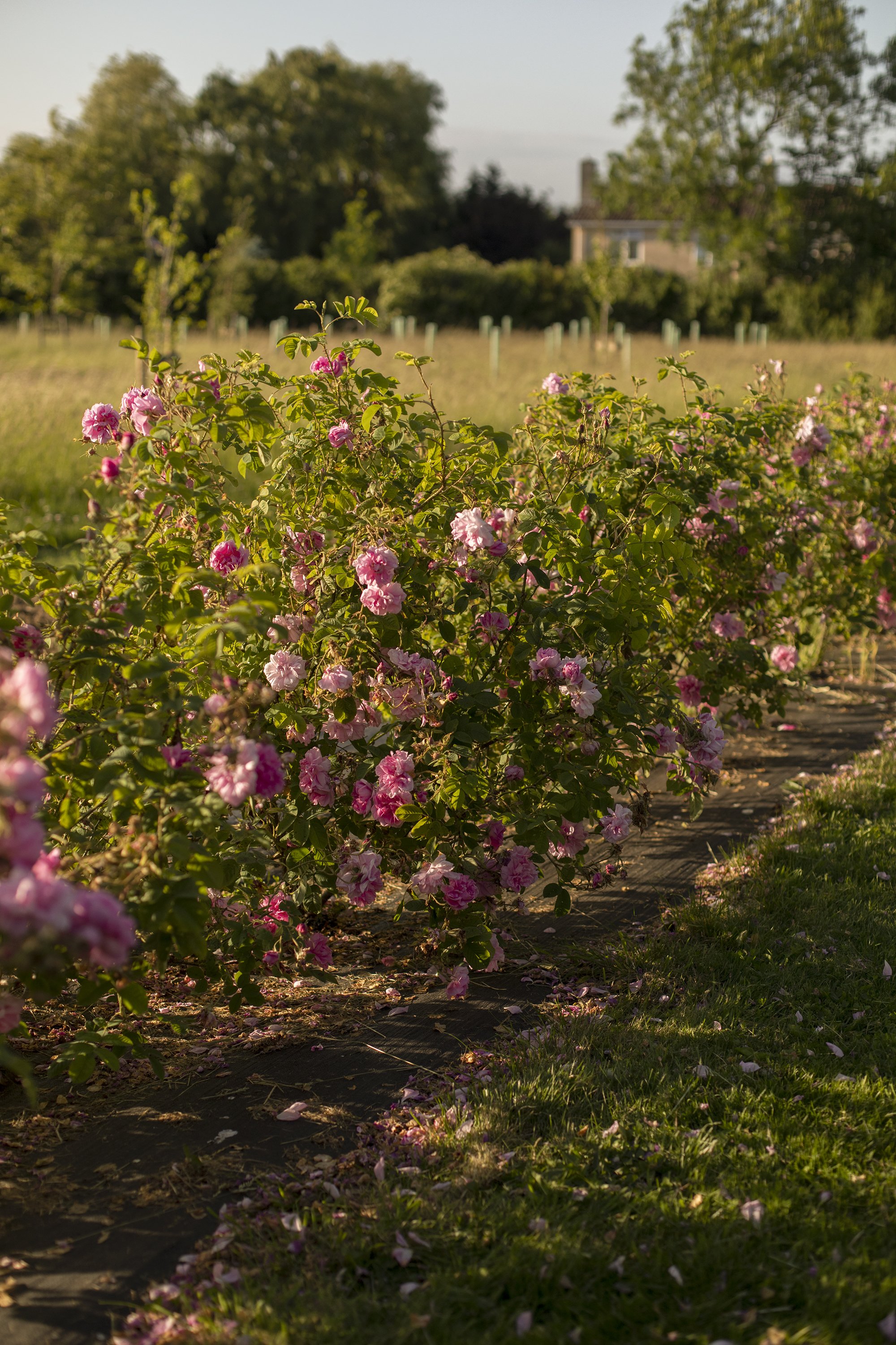 Apothecary Garden gallery