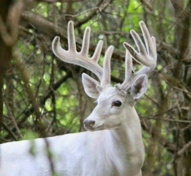 Heart of the Rose Festival gallery