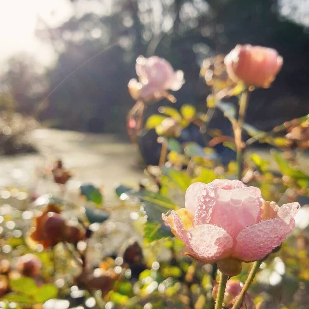 Heart of the Rose Festival gallery