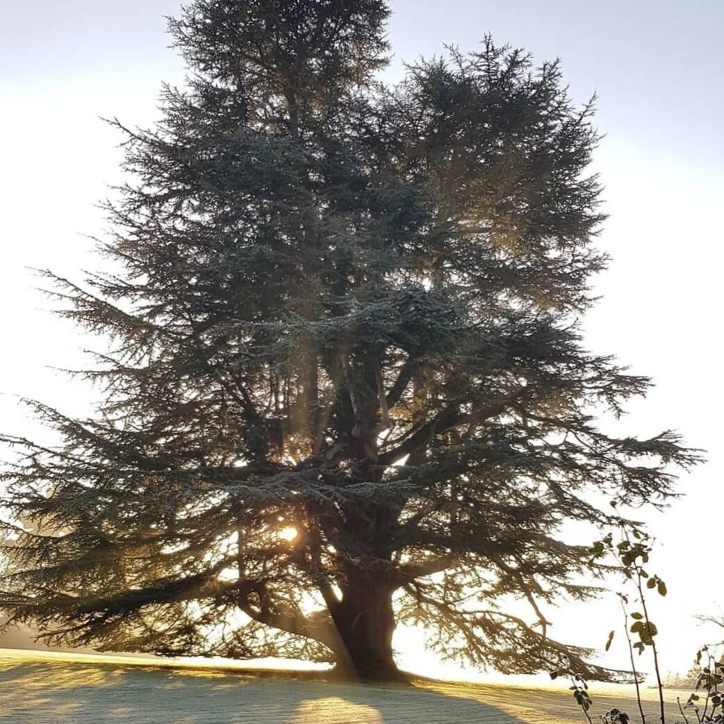 Heart of the Rose Festival gallery