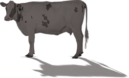 Vegan Camp Out gallery